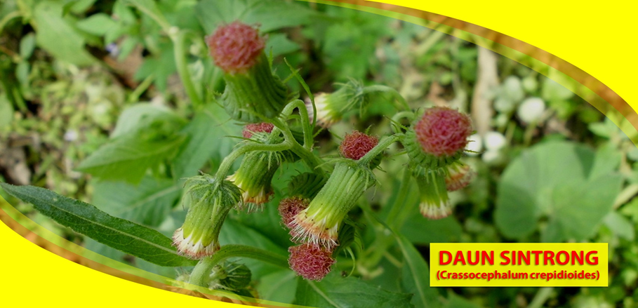 Daun Sintrong Atasi Hipertensi